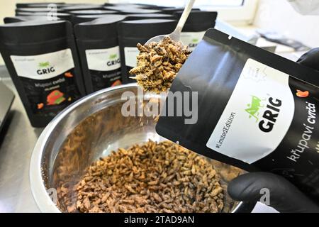 Société Grig, spécialisée dans les aliments sains avec de la farine de cricket nutritive produire des insectes comestibles à Brno, République tchèque, 17 novembre 2023. Boîte grig illustrée. (Photo CTK/Vaclav Salek) Banque D'Images