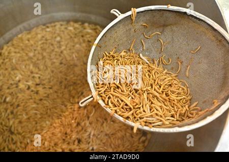 Société Grig, spécialisée dans les aliments sains avec de la farine de cricket nutritive produire des insectes comestibles à Brno, République tchèque, 17 novembre 2023. Vers illustrés. (Photo CTK/Vaclav Salek) Banque D'Images