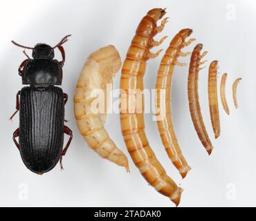 Coléoptère Darkling Tenebrio molitor coléoptère adulte, pupa et larves d'âge et de taille différents sur un fond clair. Banque D'Images