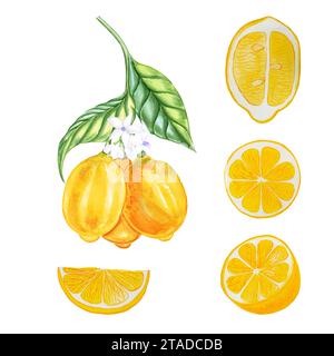 Citrons sur une branche et morceaux de fruits sur un fond isolé ensemble illustration aquarelle. Éléments de design dessinés à la main avec des fleurs blanches. Banque D'Images