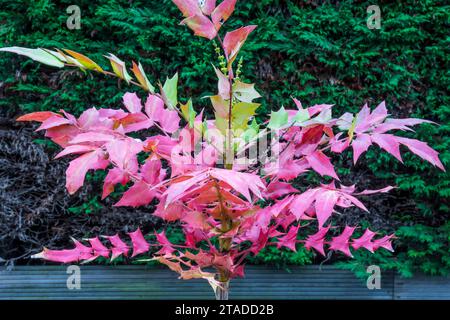 Mahonia x média 'Winter Sun'. Banque D'Images