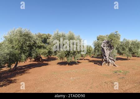 Grove d'oliviers dans les Pouilles, Italie Banque D'Images