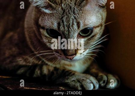 Yeux bleus gris argenté gros plan Tabby Cat Banque D'Images