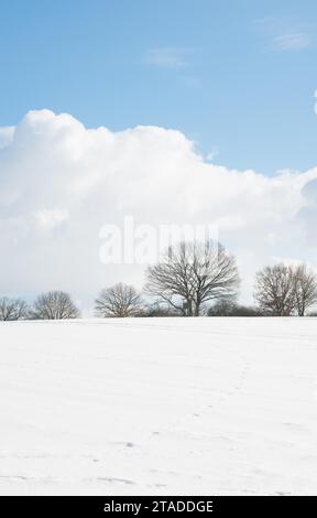 Paysage hivernal avec colline douce, vieux chênes anglais (Quercus robur), chênes d'été ou chênes anglais (Quercus pedunculata) et arbustes, ciel bleu au-dessus Banque D'Images