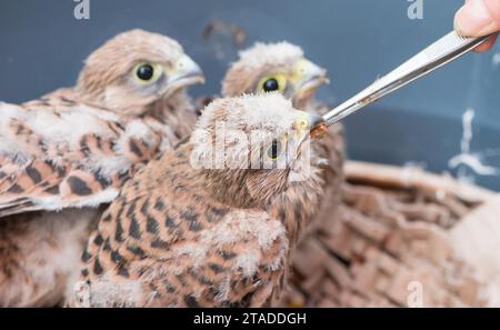 Trois jeunes cerveaux communs (Falco tinnunculus) sont tombés du nid, 3 oisillons aux plumes duveteuses, les poussins étant nourris par un humain à l'aide de Banque D'Images