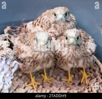 Trois jeunes cerveaux communs (Falco tinnunculus) sont tombés du nid, 3 oisillons aux plumes duveteuses, poussins, élevage à la main d'animaux sauvages, vue Banque D'Images