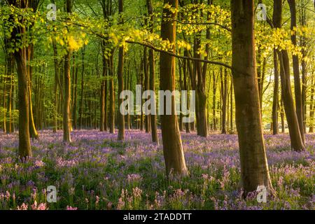 Belle lumière du soleil du soir dans une forêt de bluebell, Wiltshire, Angleterre. Printemps (mai) 2022. Banque D'Images