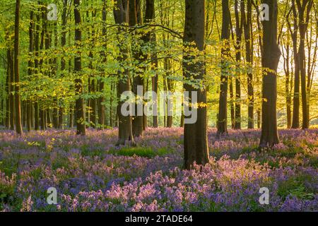 Soleil de fin de soirée dans une belle forêt de bluebell, West Woods, Wiltshire, Angleterre. Printemps (mai) 2022. Banque D'Images