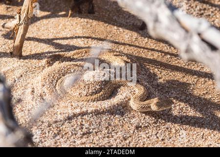 Bitis peringueyi, parc national de Dorob, Swakopmund, désert du Namib, Namibie Banque D'Images