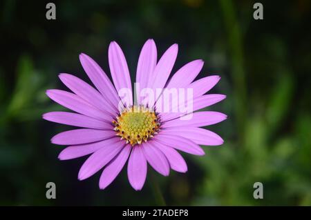 Osteospermum Jucundum (Marguerite africaine) de couleur lilas Fleur cultivée dans les frontières à RHS Bridgewater, Worsley, Salford, Greater Manchester, Angl Banque D'Images