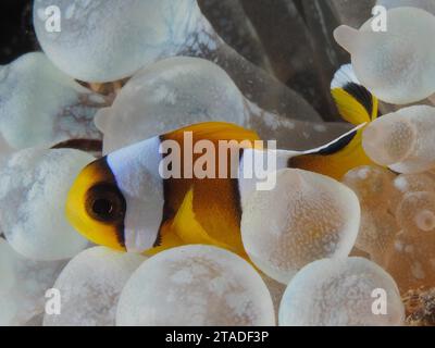 Poisson-clown rouge juvénile (Amphiprion bicinctus) dans son anémone à bout de bulle (Entacmaea quadricolor), site de plongée House Reef, mangrove Bay, El Quesir Banque D'Images