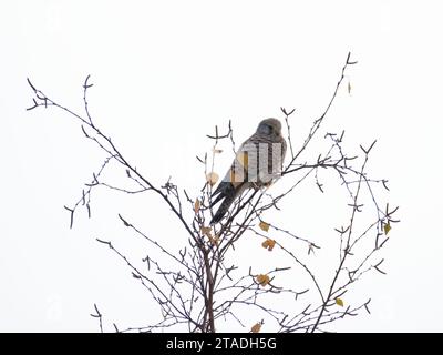 Falco tinnunculus aka le kestrel commun est assis sur le sommet de l'arbre en hiver. Très bel oiseau de proie coloré, assez commun en république tchèque. Banque D'Images