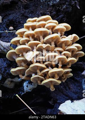 Grappe pâle du champignon du miel pathogène de la pourriture des racines, Armillaria mellea, un champignon britannique Banque D'Images