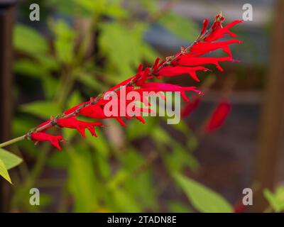 Fleurs rubéoleuses rouges du milieu de l'été à l'automne floraison ananas sgae, Salvia elegans Banque D'Images