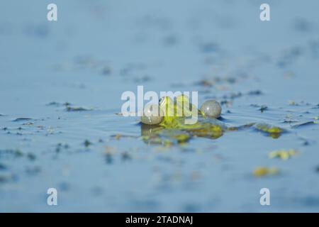 Grenouille des marais (Pelophylax ridibundus) (anciennement Rana ridibunda) avec sacs vocaux gonflés vu dans le delta du Danube complexe de lagunes d'eau parmi les végétaux Banque D'Images