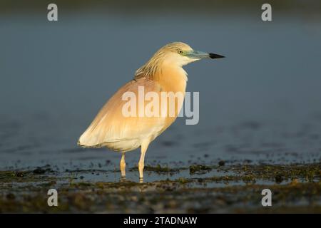 Squacco héron (Ardeola ralloides) debout dans l'eau peu profonde dans la lumière chaude du soir dans le complexe de lagunes du delta du Danube Banque D'Images