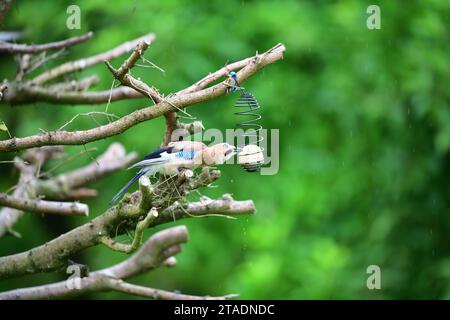 Le geai eurasien assis sur la boule de suif mangeant des graines de tournesol pendant la pluie Banque D'Images