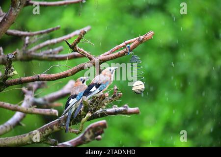 Le geai eurasien assis sur la boule de suif mangeant des graines de tournesol pendant la pluie Banque D'Images