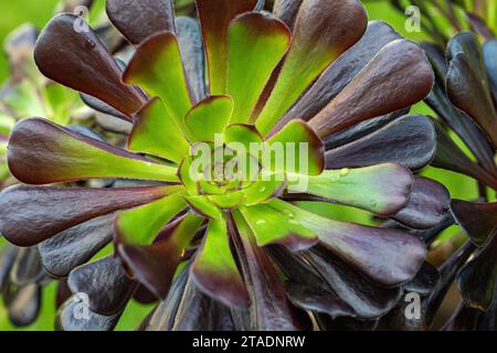 Gros plan d'un Aeonium foncé au centre vert. Un arbre succulent houseleek poussant au Royaume-Uni Banque D'Images