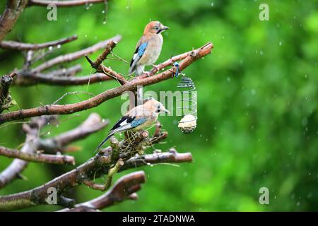 Le geai eurasien assis sur la boule de suif mangeant des graines de tournesol pendant la pluie Banque D'Images