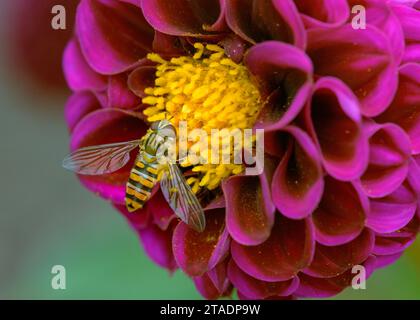 Gros plan d'un hoverfly (mouche syrphide) assis sur une fleur de dahlia de couleur magenta tout en buvant du nectar. Banque D'Images