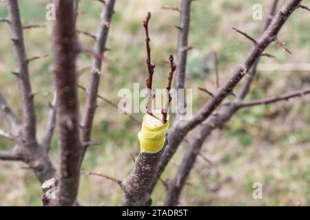 Greffer un arbre fruitier par la méthode du split. Travaux de jardinage au printemps. Banque D'Images