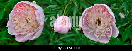 Deux fleurs de pivoine rose pâle et variété de bourgeons crème Puff sur feuillage flou sur large bordure florale. Délicatesse délicieuse et perfection des fleurs - flo Banque D'Images