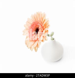 Gerbera rose dans un vase blanc découpé Banque D'Images