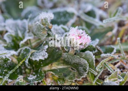 Gänseblümchen Ausdauerndes Mehrjähriges, Gänseblümchen, Gänseblümchen,-1074 Villa Alice, Tausendschön, Bellis perennis, anglais, Daisy Daisy commune, pelouse d Banque D'Images