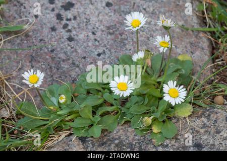 Gänseblümchen, in den Fugen zwischen Pflastersteinen, Ausdauerndes Gänseblümchen, Mehrjähriges Gänseblümchen, Maßliebchen, Tausendschön, Bellis perenn Banque D'Images