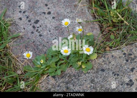 Gänseblümchen, in den Fugen zwischen Pflastersteinen, Ausdauerndes Gänseblümchen, Mehrjähriges Gänseblümchen, Maßliebchen, Tausendschön, Bellis perenn Banque D'Images