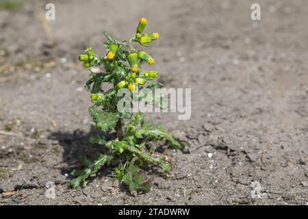 Gewöhnliches Greiskraut, Gemeines Greiskraut, Gemeines Kreuzkraut, Senecio vulgaris, marmotte commune, le séneçon commun Banque D'Images