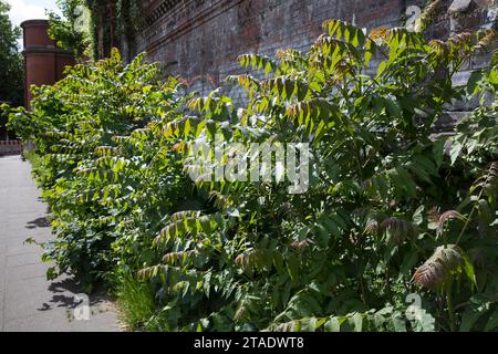 Götterbaum, Chinesischer Götterbaum, Ailanthus altissima, Ailanthus glandulosa, arbre du paradis, ailanthus, chouchun, l'ailante glanduleux, Ailante, Fa Banque D'Images