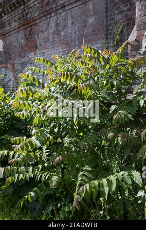 Götterbaum, Chinesischer Götterbaum, Ailanthus altissima, Ailanthus glandulosa, arbre du paradis, ailanthus, chouchun, l'ailante glanduleux, Ailante, Fa Banque D'Images