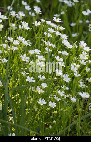 Große Sternmiere, grosse Sternmiere, Echte Sternmiere, Großblütige Sternmiere, Sternmiere, Stern-Miere, Stellaria holostea, Rabelera holostea, Stitchw Banque D'Images