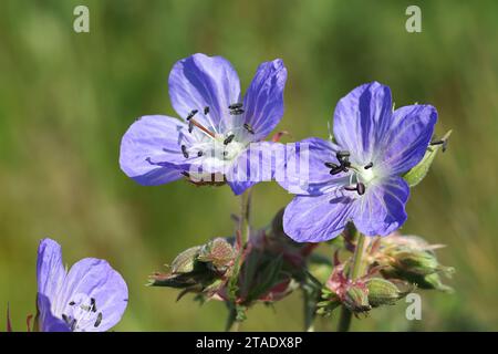 Meadow Cranesbill Geranium pratense, également connu sous le nom de Meadow Crane’s-bill ou Meadow Geranium, plante à fleurs sauvages de Finlande Banque D'Images