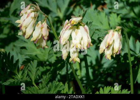 Floraison, Dicentra 'Langtrees', coeur de saignement, fleur, floraison, plante, Dicentra formosa 'Langtrees' Banque D'Images