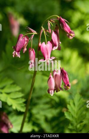 Dicentra formosa, Fern Leaf Bleeding Heart, Rose, Fleur, Portrait Dicentra formosa 'Bountiful' Banque D'Images