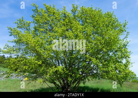 Arbre de printemps, Field Maple, Acer Campestre Banque D'Images