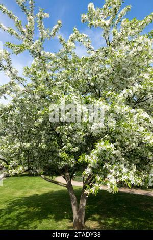 Crabe sibérien, arbre, Malus baccata, crabe chinois, printemps, fleurs, jardin Banque D'Images