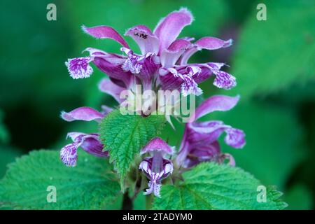 Géant, ortie morte, plante, Lamium orvala, fleur, Red Deadnettle à feuilles de baume, Purple Lamium, Ortie, floraison, fermer Banque D'Images