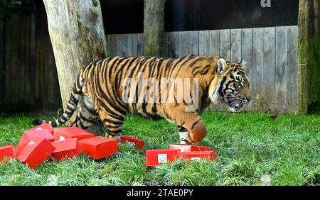 Tigres, surilles et singes écureuils lanceront le compte à rebours de Noël jeudi matin (30 novembre) - ouvrant trois calendriers de l'AVENT très différents au zoo de Londres. Les tigres de Sumatra en danger critique d'extinction Zac, Crispin, Gaysha et Asim s'envolent alors qu'ils suivent une piste parfumée festive de cannelle et de muscade jusqu'à une tour de l'Avent, tandis que la troupe bolivienne de singe écureuil à coiffe noire testera leur agilité en se nourrissant parmi les sachets suspendus de l'Avent pour leurs friandises préférées. Ailleurs, surimerkats, Meko, Penelope, Dracula et Frank, se réveillera à leur propre calendrier ... Banque D'Images