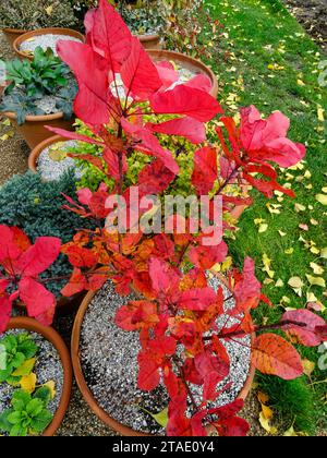 Portrait naturel de plantes en gros plan de Cotinus en pot rouge vif «Old Fashioned», Cotinus coggygria «Old Fashioned», arbre de fumée «Old Fashioned», Banque D'Images