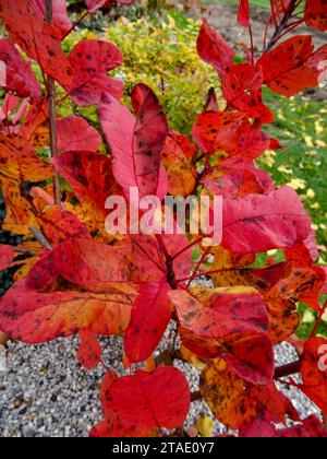 Portrait naturel de plantes en gros plan de Cotinus en pot rouge vif «Old Fashioned», Cotinus coggygria «Old Fashioned», arbre de fumée «Old Fashioned», Banque D'Images