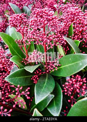 Intrigante Skimmia Japonica « Rubella ». Portrait naturel de plantes à fleurs rapprochées dans une bonne lumière Banque D'Images