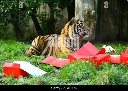 Tigres, surilles et singes écureuils lanceront le compte à rebours de Noël jeudi matin (30 novembre) - ouvrant trois calendriers de l'AVENT très différents au zoo de Londres. Les tigres de Sumatra en danger critique d'extinction Zac, Crispin, Gaysha et Asim s'envolent alors qu'ils suivent une piste parfumée festive de cannelle et de muscade jusqu'à une tour de l'Avent, tandis que la troupe bolivienne de singe écureuil à coiffe noire testera leur agilité en se nourrissant parmi les sachets suspendus de l'Avent pour leurs friandises préférées. Ailleurs, surimerkats, Meko, Penelope, Dracula et Frank, se réveillera à leur propre calendrier ... Banque D'Images