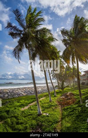 Palmiers au soleil sur la côte atlantique Banque D'Images