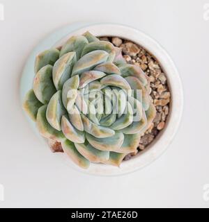 Echeveria elegans rose succulente vue de dessus. Plante d'intérieur de fleur sur fond blanc Banque D'Images