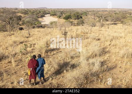 Tanzanie, faune, WMA (zone de gestion de la faune) de Randilen, deux massai observant les éléphants Banque D'Images