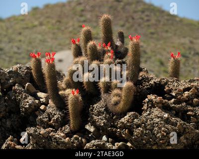 Un cactus sauvage dans la baie de Magdalena Isla Santa Margarita baja california sur Banque D'Images